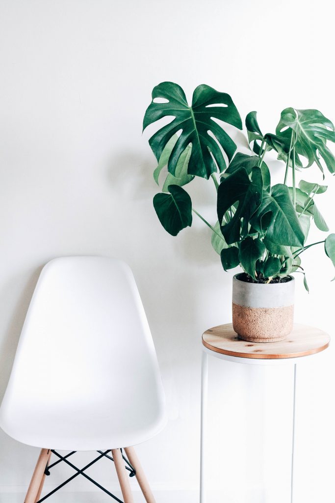 vc-monstera-deliciosa-1