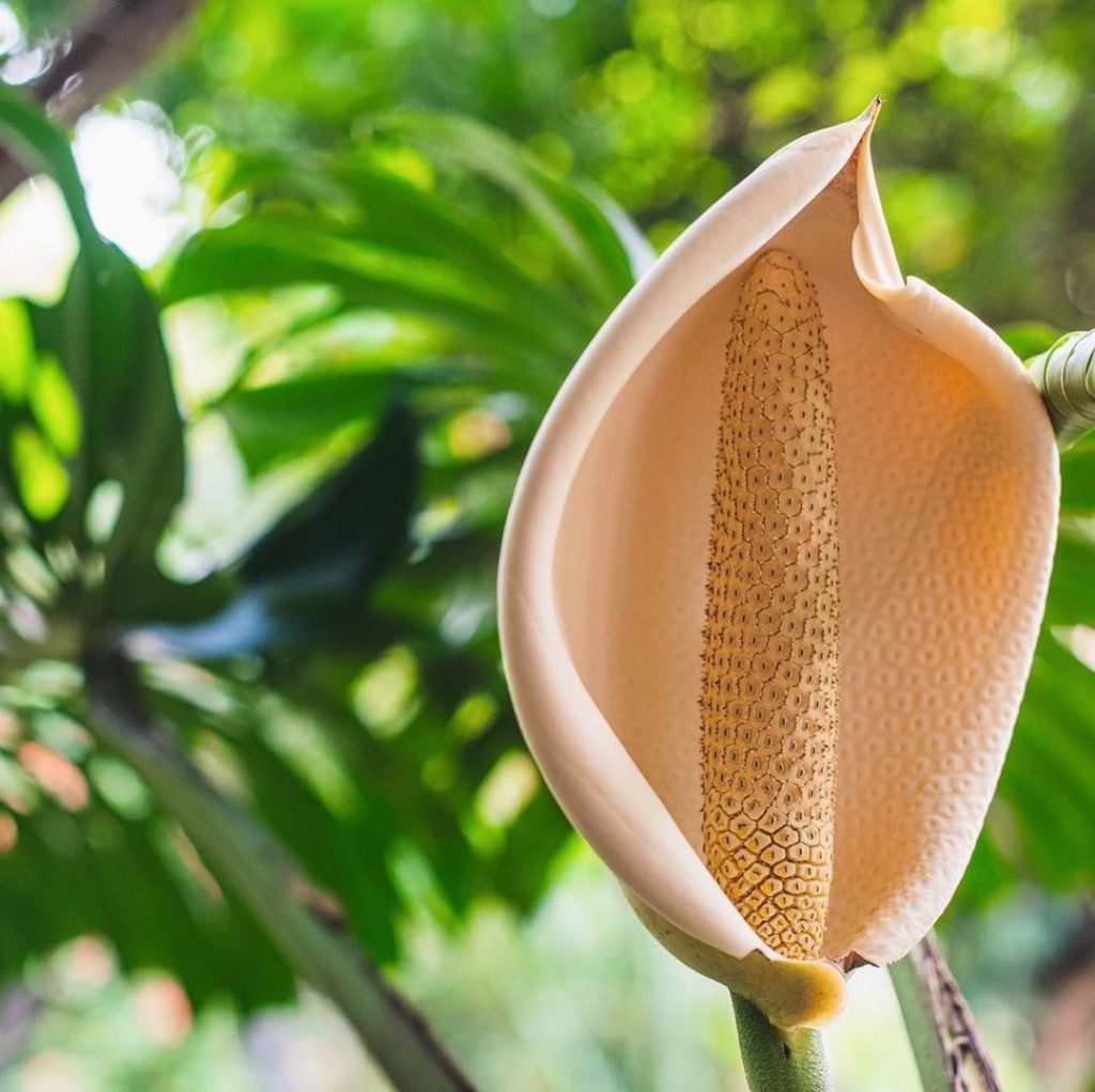 vc-monstera-deliciosa-2
